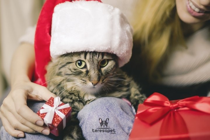 Kedi Severlere Alınacak Hediyeler | Pati Dostu Hediyeler 2 kedi severlere alinacak hediyeler 1