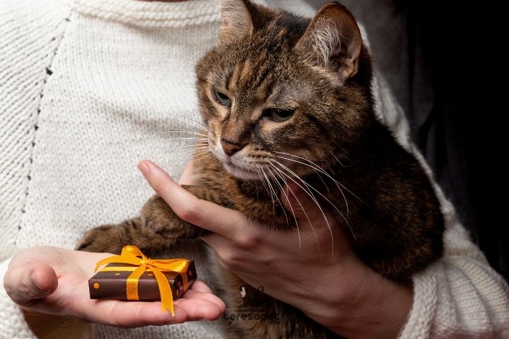 Kedi Severlere Alınacak Hediyeler | Pati Dostu Hediyeler 1 kedi severlere alinacak hediyeler 2