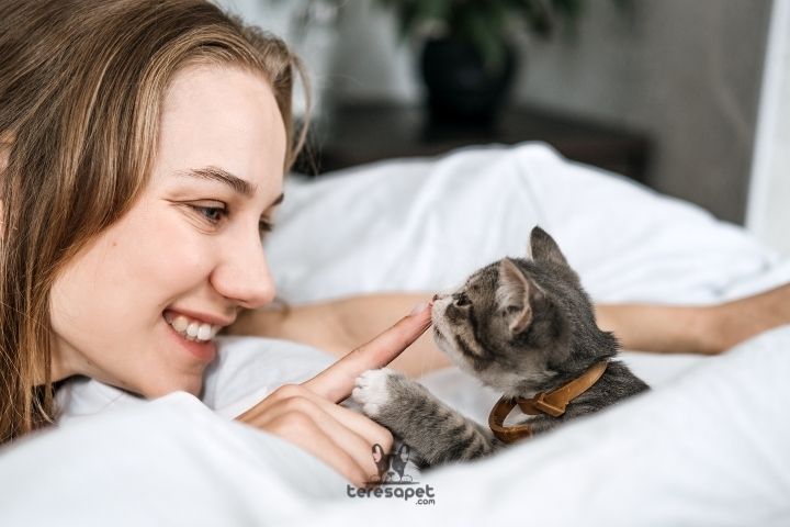 kedi sahiplenmeden once bilinmesi gerekenler 2