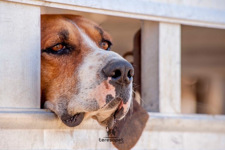 Ahşap Köpek Kulübesi Temizliğinde Önemli İpuçları 1 kopek kulubesi temizligi