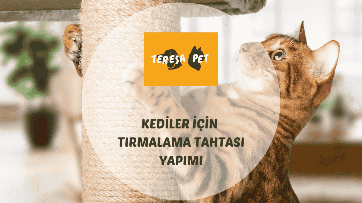 Kediler İçin Tırmalama Tahtası Yapımı 1 Kediler için tırmalama tahtası yapımı ve pratik tasarım önerileri.