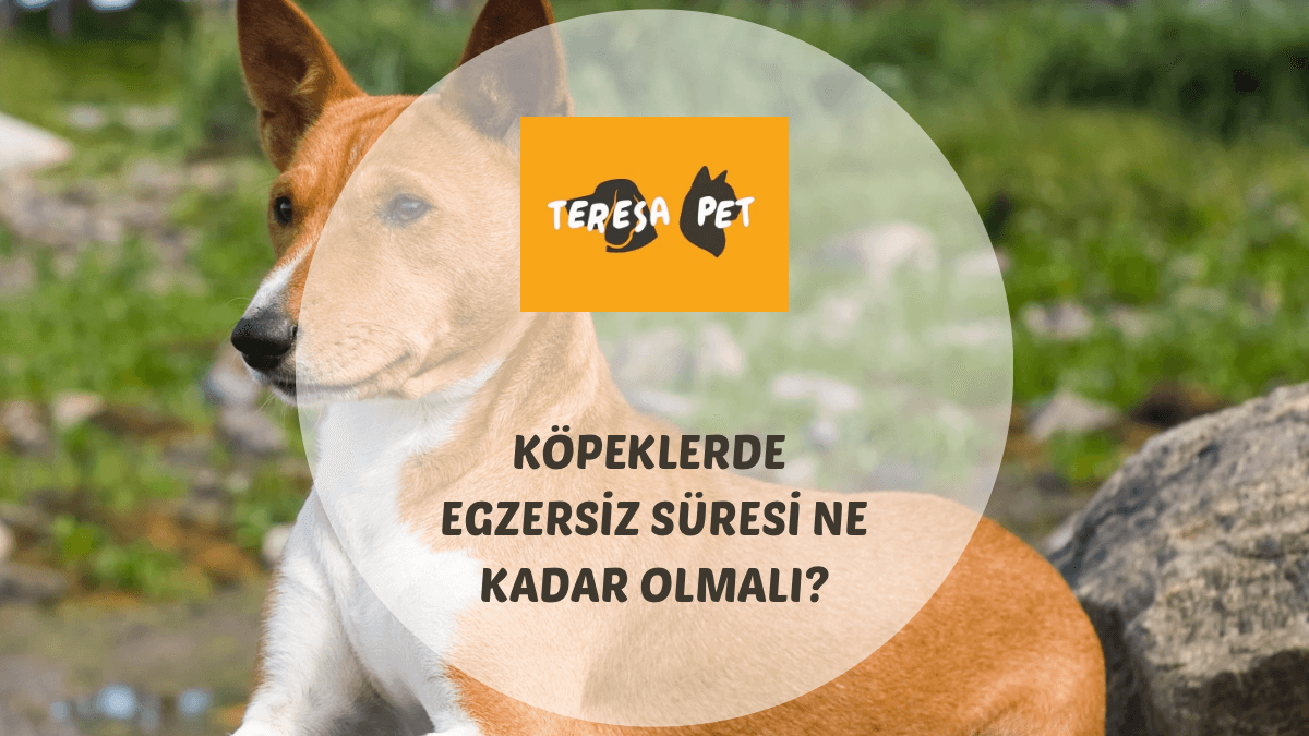 Köpeklerde Egzersiz Süresi Ne Kadar Olmalı? 1 Köpeklerde egzersiz süresi ne kadar olmalı sorusuna örnek olarak yürüyüş yapan bir köpek