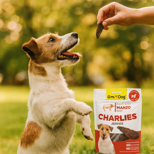 gimdog charlies sığır etli jerky köpek ödül atıştırmalığı ve oturan terrier köpek